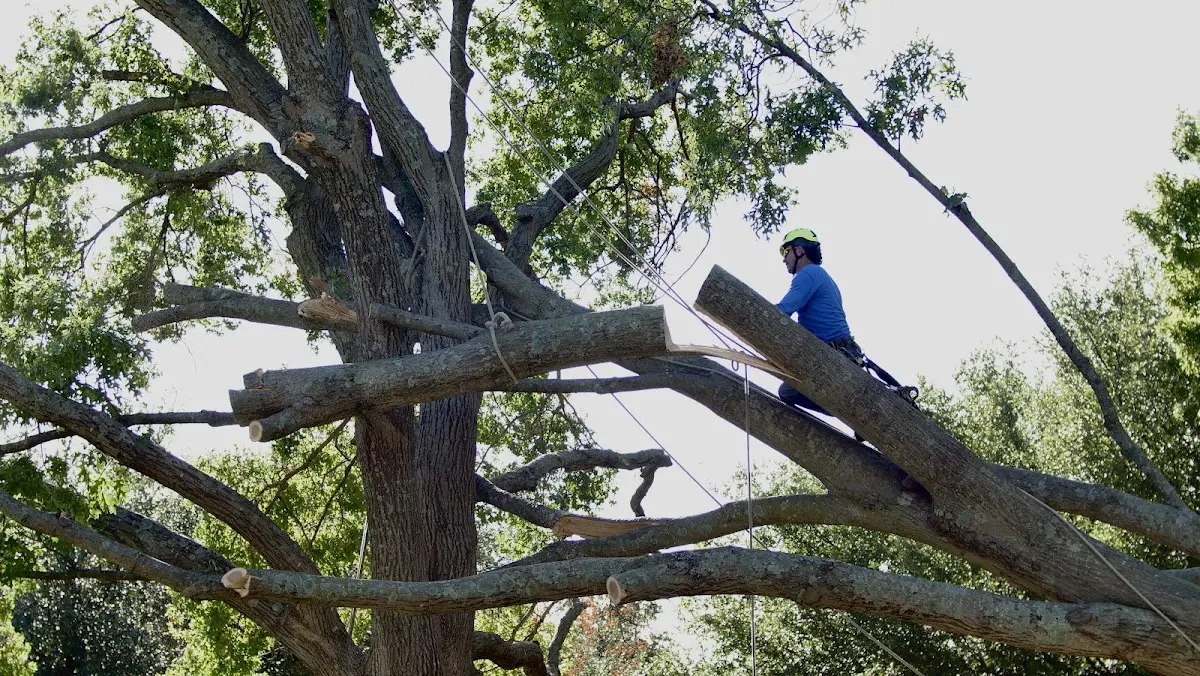 Professional Hazardous Tree Removal performed by certified arborists in Lewis